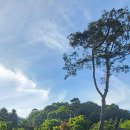 까페능소화 이미지