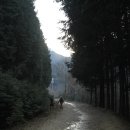 상관편백숲길 이미지