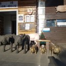 돼지문화원 카라반 이미지