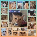 집사의하루 강남점 이미지