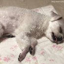 개-1번지 이미지