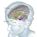 편도체 Amygdala 이미지