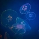 마두로담 이미지