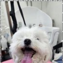 오늘도 예쁘개 이미지