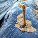 호인농장 이미지