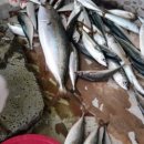 샹그릴라펜션 이미지