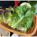 농원쌈밥 이미지