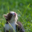 동물병원 HADA 이미지