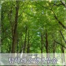 화물차 공영 차고지 | 경남 숨겨진 은행나무 명소 창녕 탐하리 은행나무숲 위치 현재 현황