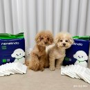 M | 흡수력이 우수한 수컷 강아지 기저귀 네네린도 오르마 S, M 후기