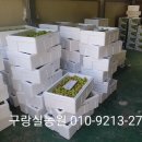 구랑실농원 홍매실,청매실 판매합니다. 이미지