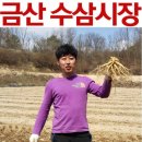 금산인삼직거래 금산수삼시장 믿고 먹어요!