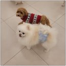 일산애견호텔 강아지 유치원 미용 맘바이 일산점 이미지