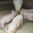 송치농장 이미지