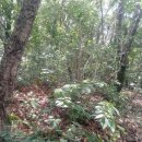 회봉송촌로 이미지