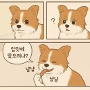 기호성 좋은 쿠팡 강아지 간식 추천 제품 best3