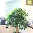 느티나무치과의원 이미지