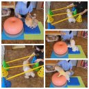 아껴줄개 이미지