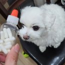 좋아서하는 동물병원 이미지