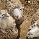 언덕목장 이미지