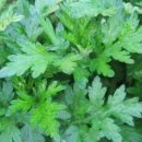 참배나무골 이미지