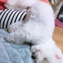 특별하개 이미지