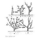 자두나무 가지치기방법 이미지