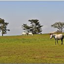평화축산 이미지