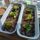 아내의 텃밭 | 석동연-5평 텃밭 가꾸기의 모든 것(후기)