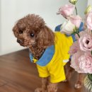 맛있개 냠냥 이미지