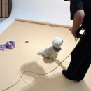 중곡동 보건복지행정타운 교육장 | 아이디어랩 스튜디오에서 찍은 견생9컷, 강아지사진관 찾는 분께 추천