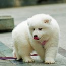 복실복실 이미지