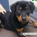 의정부 24시 IU 동물병원 이미지