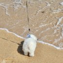 애견# | 강릉 세인트존스 호텔 애견동반 후기 (+객실, 강아지 규정 정리)