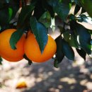 주화농장 이미지