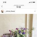 디바인플라워 이미지