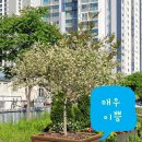 청림화분 이미지