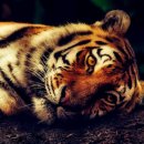 호랑이네 이미지