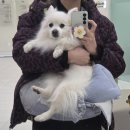 피그케어 동물병원 | 일산 정창수 동물병원 강아지 인대파열 TPLO 수술 후기 (비용, 야외배변)