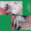 펫미장원 공감 이미지