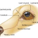 하트동물의료센터 이미지