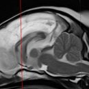 네오메디컬동물병원 이미지