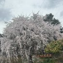 경남 진주 애견동반 캠핑장 ‘청춘별곡’ 재방문 벚꽃캠핑, B6 이용후기, 진주 벚꽃 개화 상태