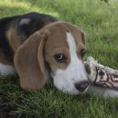 강아지나라동물병원 이미지