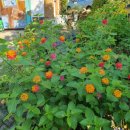 살구나무 한옥민박 이미지