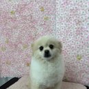 에이스 안산애견미용학원 전문적인 교육 받을 수 있어요