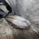 원영이네 오삼 이미지