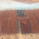 봄맞이 표고농장 이미지