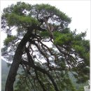 소나무세차장 이미지