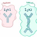 Re: IgA nephropathy의 이해, 치료법 탐구 이미지